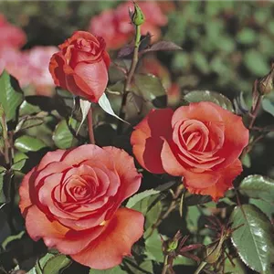 Rosa 'Träumerei' -R- BT III