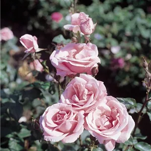 Rosa 'The Queen Elizabeth'®