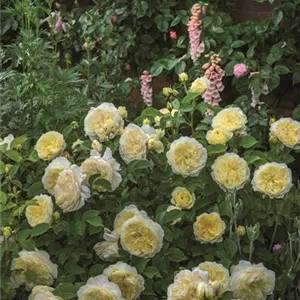 Rosa 'The Pilgrim' -R- STR VI