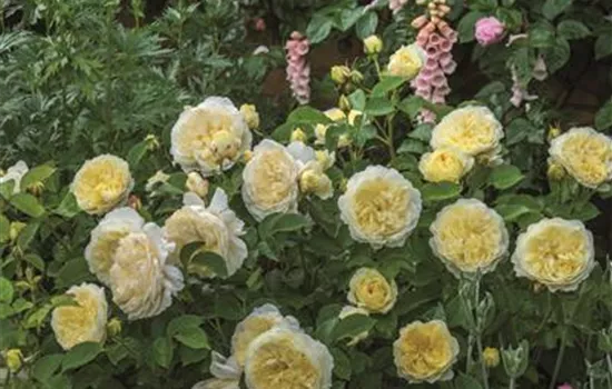 Rosa 'The Pilgrim' -R- STR VI Rosa 'The Pilgrim' -R- STR VI