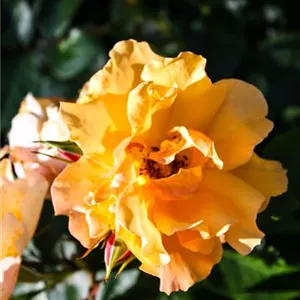 Rosa 'Tequila' -R- 2003 BT III