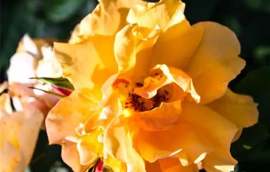 Rosa 'Tequila' -R- 2003 BT III