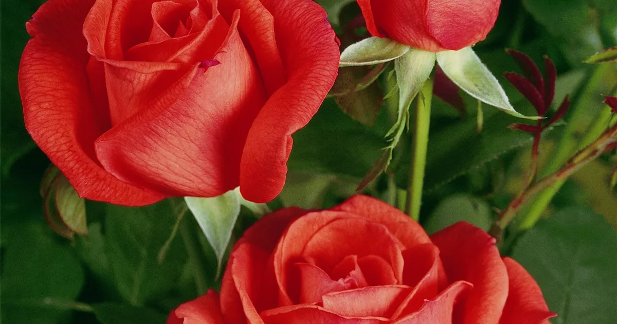 Rosa 'Super Star'