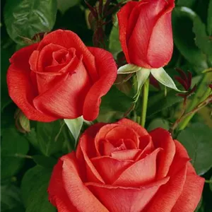 Rosa 'Super Star' -R- TH II