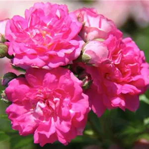 Rosa 'Super Dorothy' -R- KL V