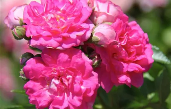 Rosa 'Super Dorothy'® Rosa 'Super Dorothy'®