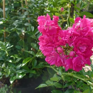 Rosa 'Super Excelsa' -R- KL V