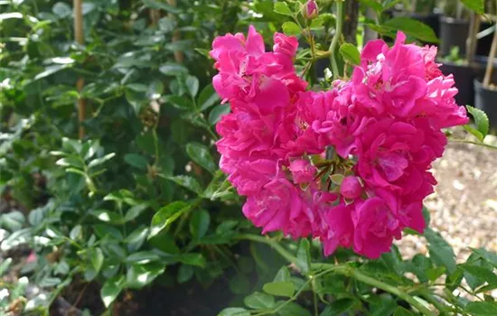 Rosa 'Super Excelsa'®