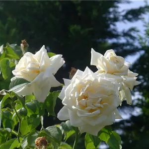 Rosa 'Ilse Krohn Superior' -R- KL VI