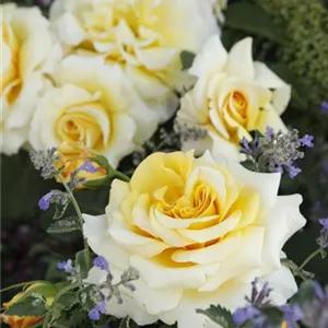 Rosa 'Sunny Sky' -R- TH V