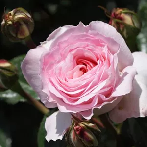 Rosa 'Bremer Stadtmusikanten'®