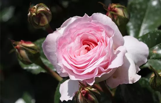 Rosa 'Bremer Stadtmusikanten'®