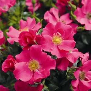 Rosa 'Stadt Rom' -R- BDR IV