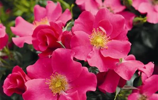 Rosa 'Stadt Rom' -R- BDR IV