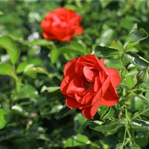 Rosa 'Sorrento' -R- BDR