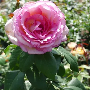 Rosa 'Souvenir de Baden-Baden' -R- TH V
