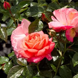 Rosa 'Sommersonne' -R- BT IV