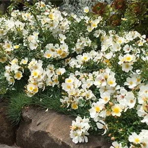 Rosa 'Sonnenröschen'®