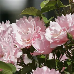 Rosa 'Sommerwind' -R- BDR III