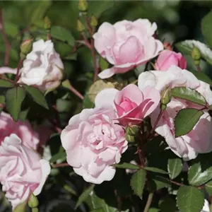 Rosa 'Schöne Dortmunderin' -R- BDR