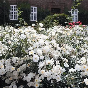 Rosa 'Schneekönigin' -R- BDR III