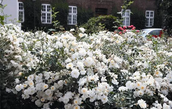 Rosa 'Schneekönigin'®