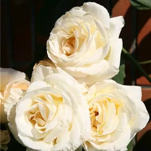 Rosa 'Schneewalzer' -R- KL V