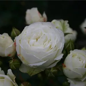 Rosa 'Schneeküsschen'®