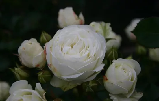 Rosa 'Schneeküsschen'® Rosa 'Schneeküsschen'®