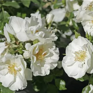 Rosa 'Schneeflocke' -R- BDR