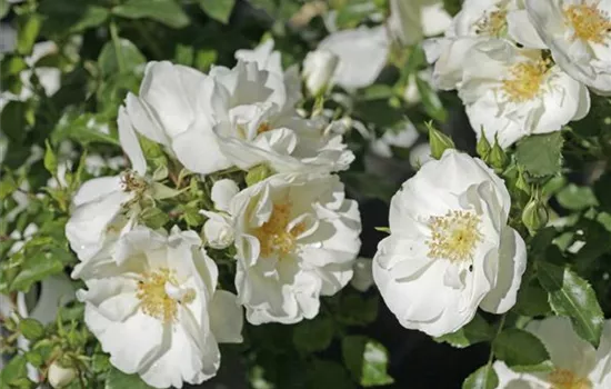 Rosa 'Schneeflocke'®