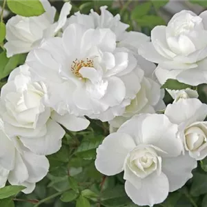 Rosa 'Schneewittchen' -R- STR III