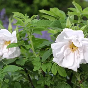 Rosa 'Schneekoppe' BDR III