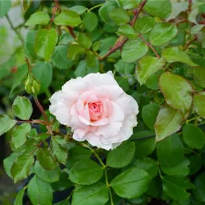 Rosa 'Schloss Eutin' STR V