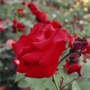 Rosa 'Santana' -R- KL V