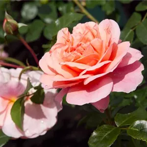 Rosa 'Sangerhäuser Jubiläumsrose' -R- BT IV
