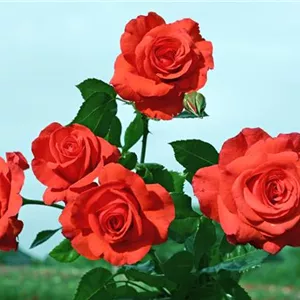 Rosa 'Salita' -R- KL VI