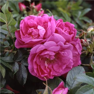 Rosa 'Smart Roadrunner' -R- BDR III