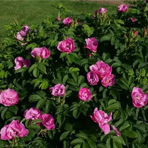 Rosa 'Pink Roadrunner' -R- BDR III