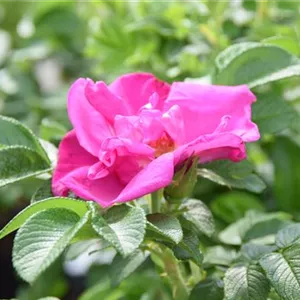 Rosa 'Moje Hammarberg' BDR III