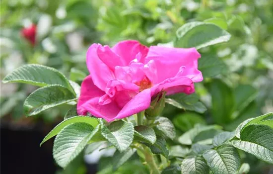 Rosa 'Moje Hammarberg' BDR III