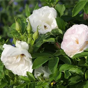 Rosa 'Polareis' -R- BDR III