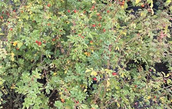 Rosa rubiginosa Rosa rubiginosa