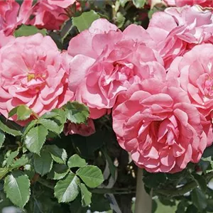 Rosa 'Rosarium Uetersen' -R- KL IV