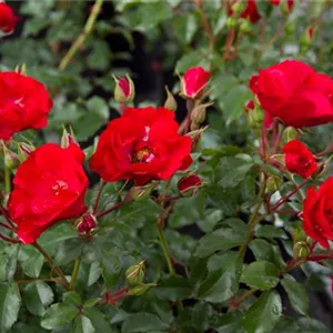 Rosa 'Rotilia' -R- BT III