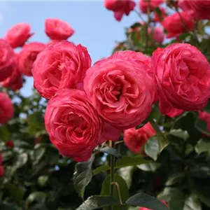 Rosa 'Rosanna' -R- KL VI