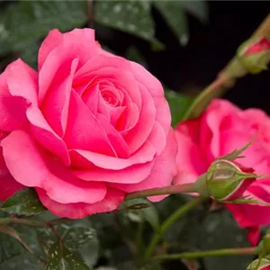 Rosa 'Romanze' -R- STR III