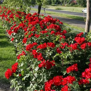 Rosa 'Robusta' -R- STR III