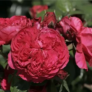 Rosa 'Red Leonardo da Vinci' -R- BT VI