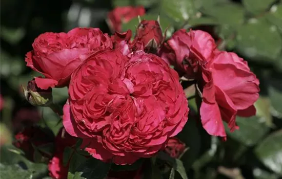 Rosa 'Red Leonardo da Vinci' -R- BT VI Rosa 'Red Leonardo da Vinci' -R- BT VI